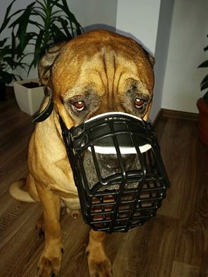 Przepiękny kaganiec